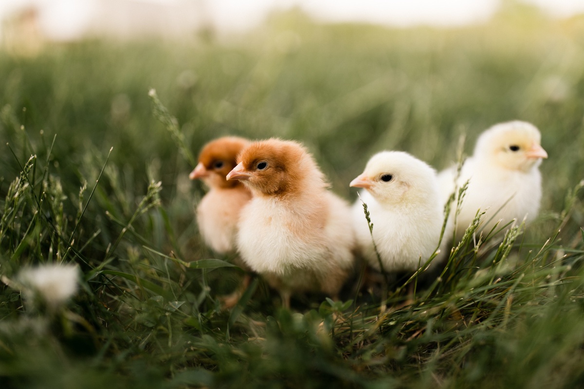 Three fluffy chicks in a field, with the focus on a brown chick flanked by two white ones, embodying the vibrant new life of spring.