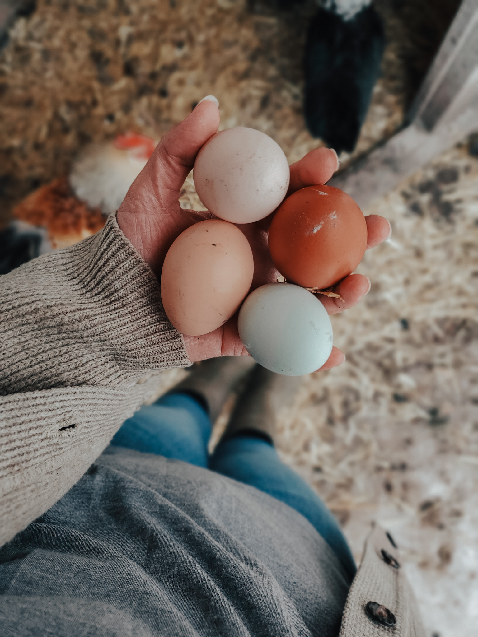A women holding fresh farm eggs in one hand in a chicken coop