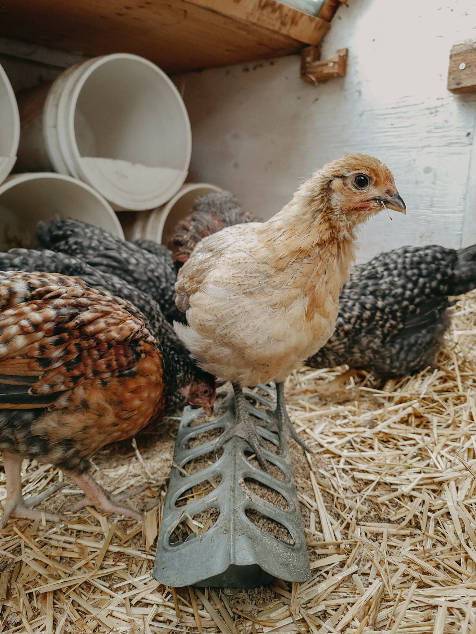 Young chickens integrated with the older chicken flock.