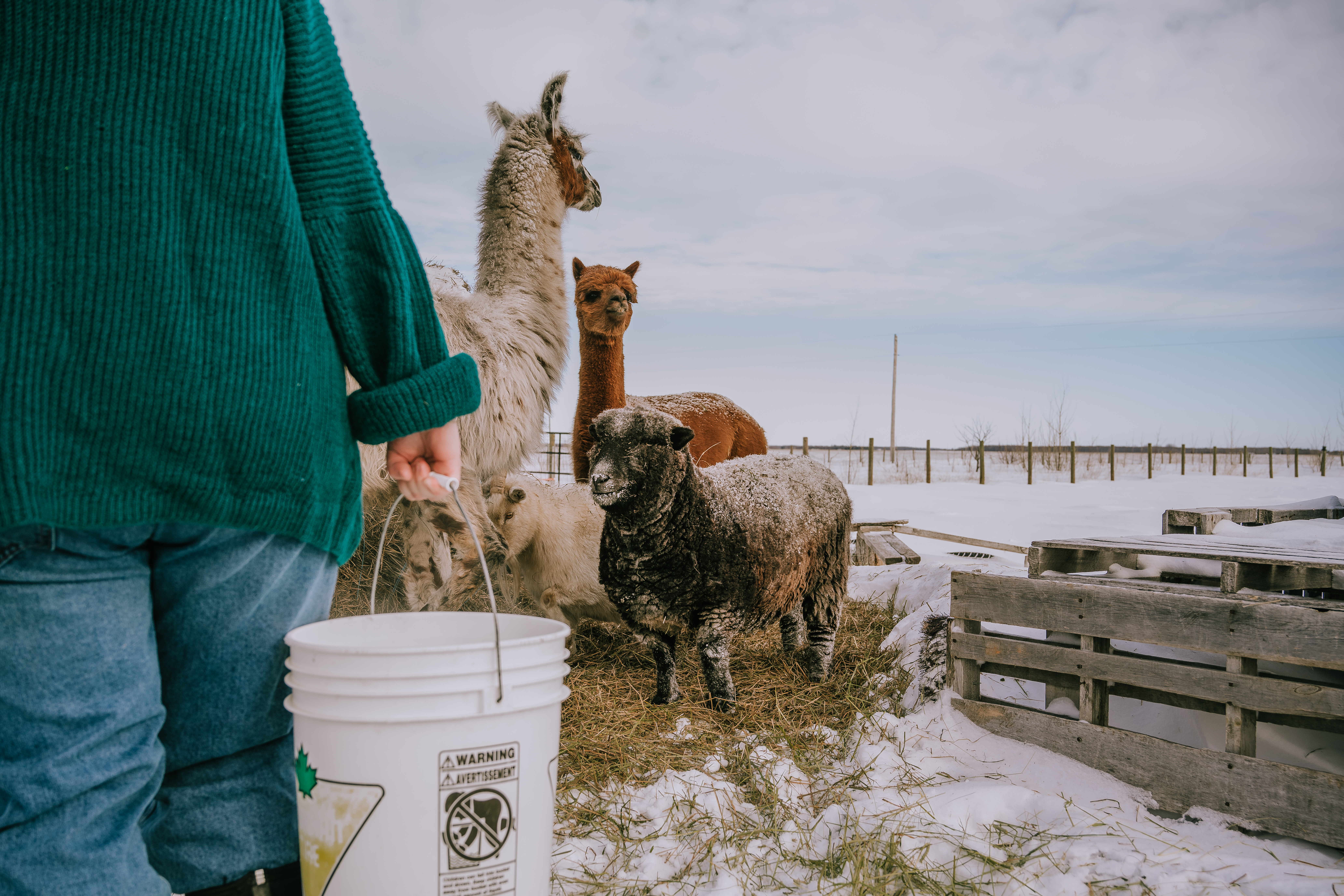 A person in a teal sweater holding a bucket stands near various farm animals, including a llama and sheep, in a snowy field.