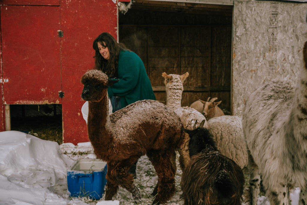 A woman in a teal sweater smiles while feeding a group of alpacas and llamas near a red barn in winter.