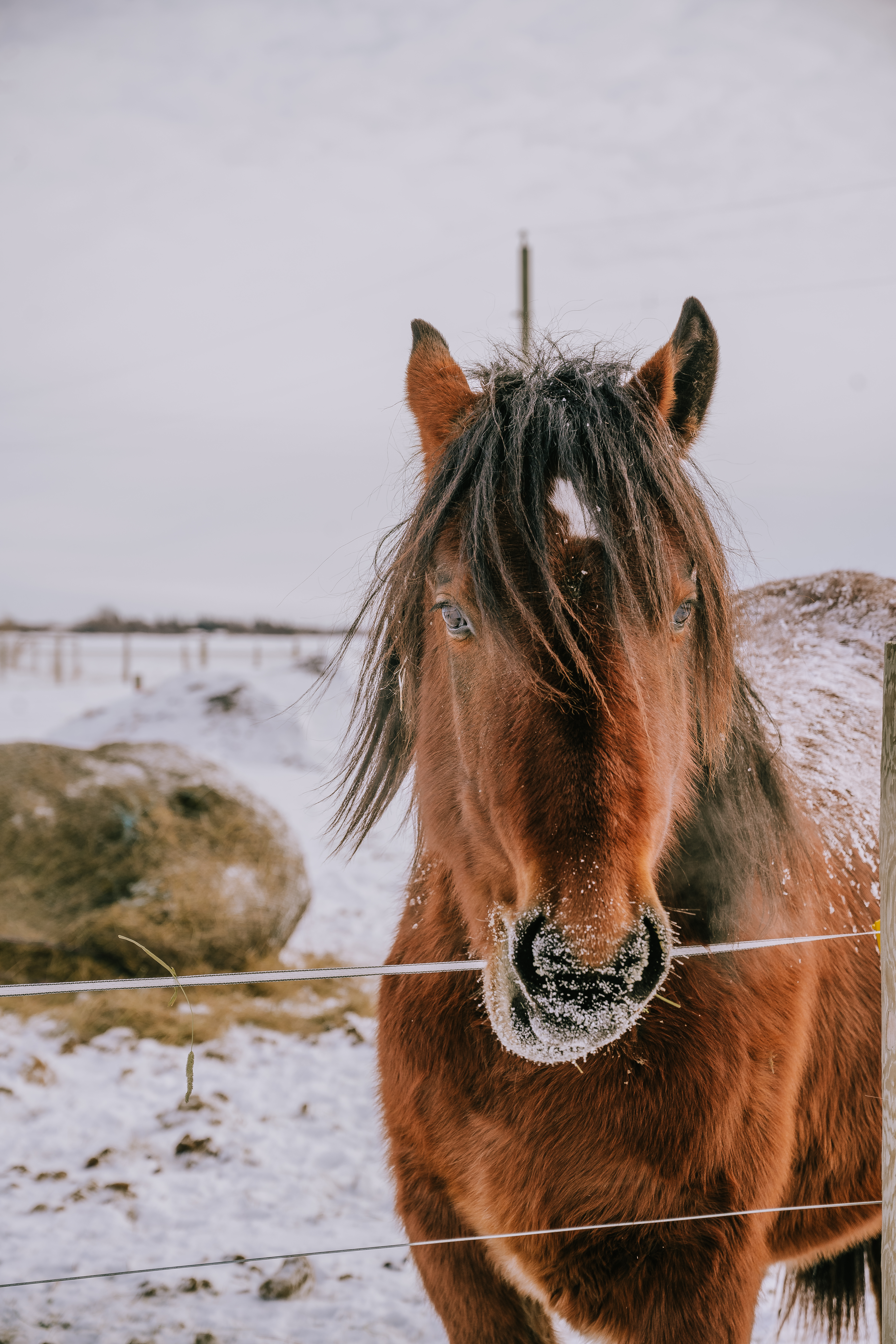 A horse with a frosty mane looks directly at the camera through a wire fence, with a wintry farm landscape behind it.