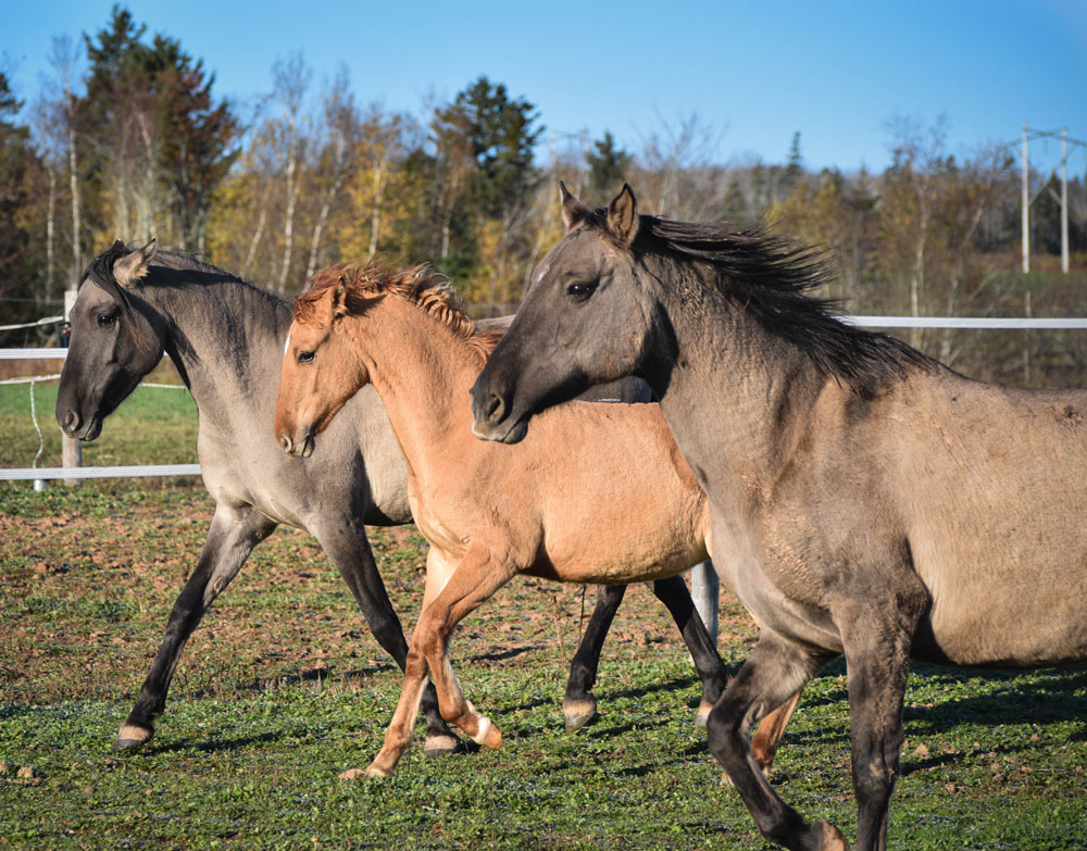 3 horses surrounded by green grass, trees in the background and blue sky