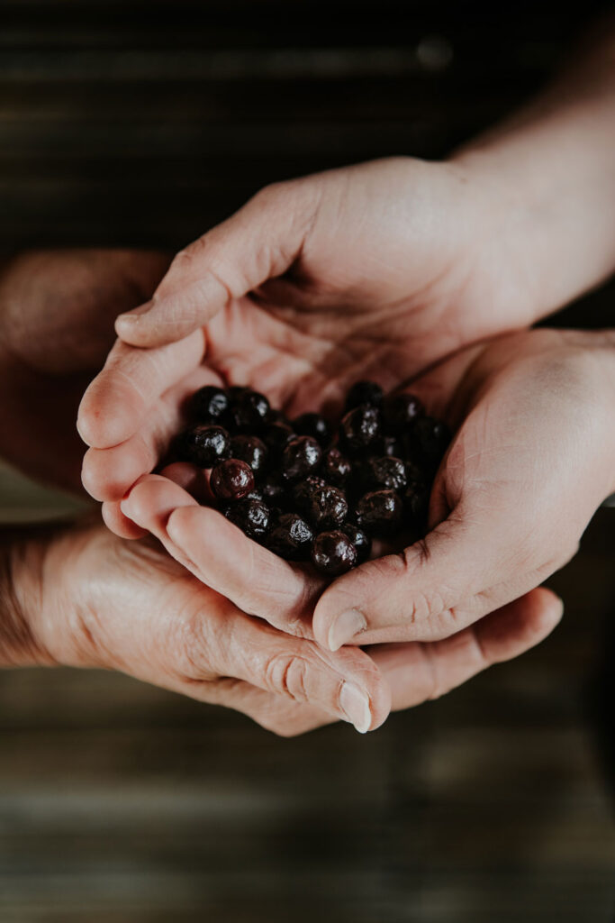 Two sets of hands cradled together holding saskatoon berries
