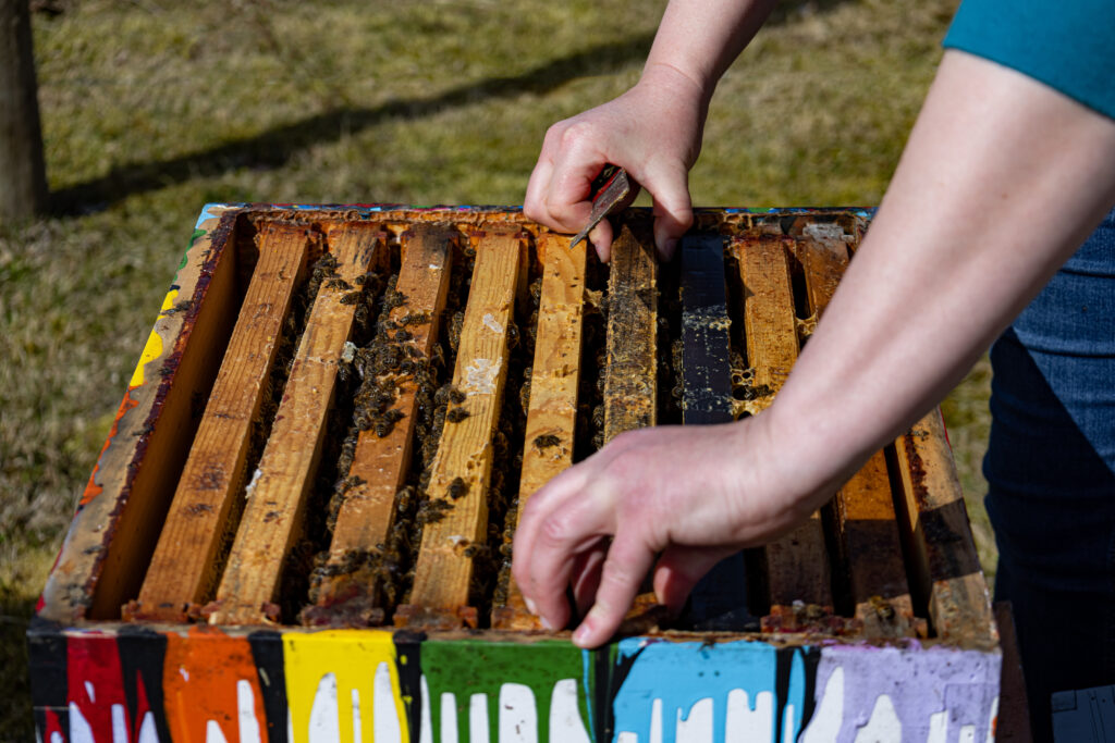 hands pulling out a slide from a bee house