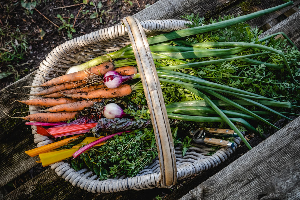 a basket full of vegetables such as carrots, lettuce and garlic